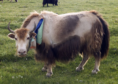 blessed yak cow Tibet Spring Brook Ranch